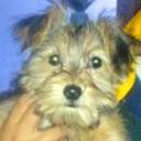 Chester