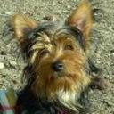 Benji