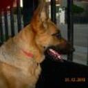 Amalia