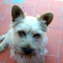 Chiki