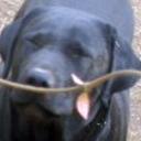 Moro