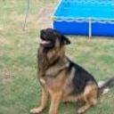 Rocco
