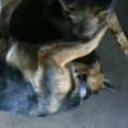 Oso y lukas