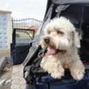 Junior
