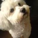 Bengie