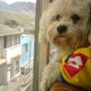 Bengie