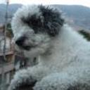 Manchas