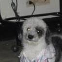 Manchas