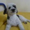 Manchas