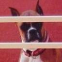 Rugget