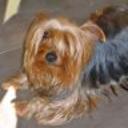 Chispi