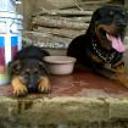 Safie