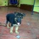 Safie