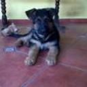 Safie
