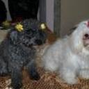 Miley y xica