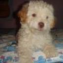 Peluche