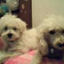 Tommy y rocky balboa