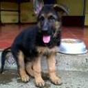 Safie