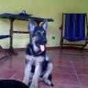 Safie