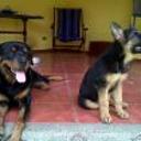 Safie