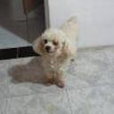 Puppy barrile