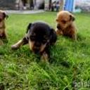 Collin, rocky y julio