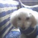 Rulitos