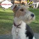 Dogy
