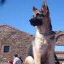 Trasto