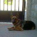 Amalia
