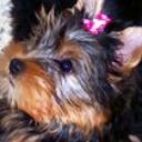 Miky