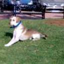 Rony