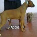 Apolo