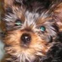 Rudy