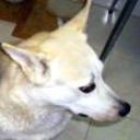 Jara