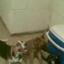 Max, junior y negrita