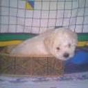 Peluche
