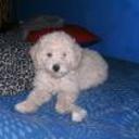 Wanda y roco
