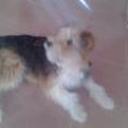Lola