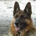 Duke