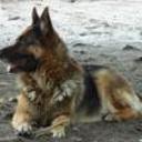 Duke