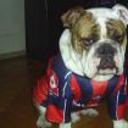 Bulldogs gio