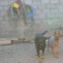 Amalia y leon