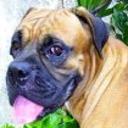 Junior