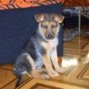 Izar