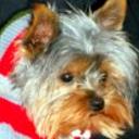 Cooper