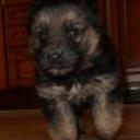 Elvis