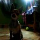 Rufo