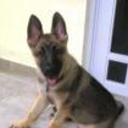 Koda