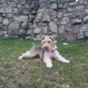 Pipi